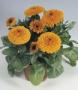 Seminte profesionale Calendula officinalis - Galbenele - imagine 49095